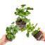 Set of 3 or 6 Large Plants - Geranium Sunflair Ruben, Ready to Plant in Your Garden