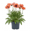 1 Oriental Papaver Paradiso Hardy Perennial Poppy Plant, Outdoor Garden Ready, 3 Litre Root-Ball