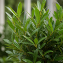 5L Bay Tree Standard, Laurus Nobilis, Nursery Pots