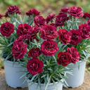 Dianthus Oscar Plants (Set of 3 or 6)