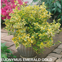 Euonymus Emerald Gold Plants (Set of 3 or 6)