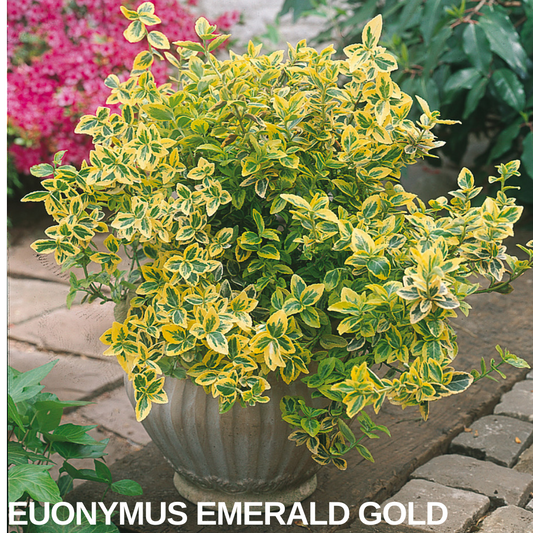 Euonymus in a stone urn, leaves brightly margined in gold around green centres