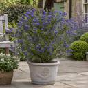 Ceanothus Pugets Blue Plant (2L Pot)
