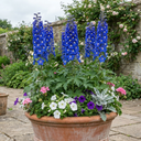 Delphinium Pacific Giants Blue Bird Plants (Set of 3 or 6)