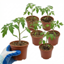 Tomato Growers Selection Variety Plants (Set of 3 or 6)