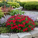 Dianthus Dart Scarlet Plant (2L Pot)