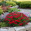 1 Large Plant - Dianthus Dart Scarlet, Ready to Plant in Your Garden, 2L Pot