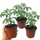 Tomato Premio Variety Plants (Set of 3 or 6)