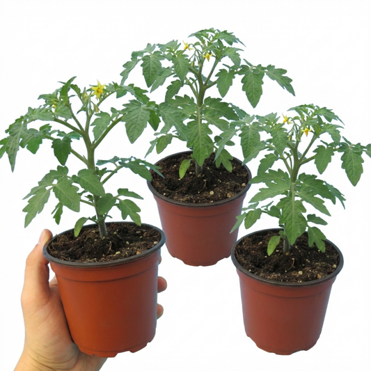 Tomato 'Premio' – Cordon Tomato (Set of 3 or 6)
