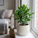 Ficus Moclame Indian Laurel Fig Plant (5L Pot)