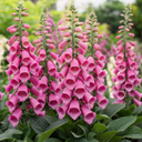 Digitalis Dalmatian Rose Plant (2L Pot)