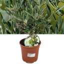 Olea europaea Plant