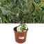 Mini Olive Bush