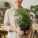 Schefflera Arboricola Green Umbrella Plants