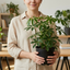 1 Schefflera Arboricola Green Umbrella Plant, Easy Care Tropical Houseplant, 19cm Root Ball