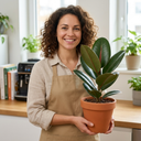 Rubber Plants