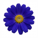 Senetti Kobalt Blue Pericallis Daisy Plants