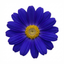 1 Senetti Kobalt Blue Pericallis Daisy Plant, Vibrant Outdoor Summer Bedding, 17cm Root Ball