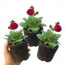 Calceolaria Calynopsis ‘Ruby’ Plants (Set of 3 or 6)