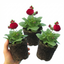 Set of 3 or 6 Garden Ready Plants – Calceolaria Calynopsis ‘Ruby’, Ready to Plant