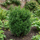 Euonymus Microphyllus Hardy Evergreen Hedge Plants