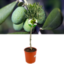 Olive Tree Plant