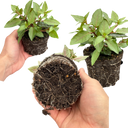 Set of 3 or 6 Large, Outdoor Garden Ready Plants - Fuchsia Bella Lydia (Rose & Violet)