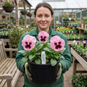 3 Hardy Pansy Plants Pink with Blotch Plant (3L Pot)