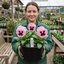 3 Hardy Pansy Plants Pink with Blotch, Garden Ready Spring & Autumn Flowering, 3Ltr Root Ball