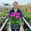 1 Senetti Magenta Bicolour Pericallis Plant, Outdoor Summer Flowering, 6.5 Litre Root-Ball