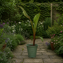 Banana Tree 3L (100–120 cm Tall)