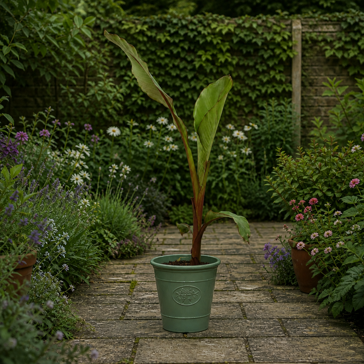 Banana (Musa) – Architectural Foliage Plant (3L Pot, 100 to 120cm Tall)