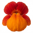 Calceolaria Calynopsis ‘Red Orange Bicolour’ Plants (Set of 3 or 6)