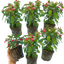3 Large Plants - Fuchsia Diva Rose & Violet, Ready to Plant in Your Garden
