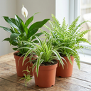 Peace Lily Plant (1L Pot)