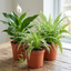 3 Air Purifying Live Houseplants Collection - Peace Lily, Spider Plant & Boston Fern, 1Ltr Root Ball