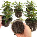Set of 3 or 6 Large, Outdoor Garden Ready Plants - Fuchsia Bella Evita (Red & White)