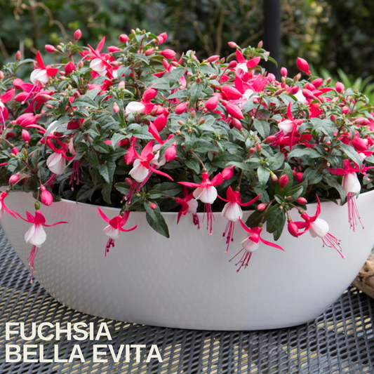 White oval planter of compact fuchsia with red and white bell flowers on a patio, caption text overlaid