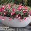 Set of 3 or 6 Large, Outdoor Garden Ready Plants - Fuchsia Bella Evita (Red & White)