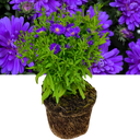 Alpha Dark Purple Space Plant (2L Pot)