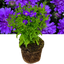 1 Large Aster Plant - Alpha Dark Purple Space, Ready to Plant in Your Garden, 2L
