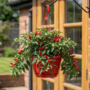 Chilli Pepper Plants, Peppers from Heaven Red, 25cm Pots