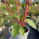 Cornus Alba Sibirica Red Stemmed Dogwood Plants