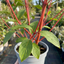1 Cornus Alba Sibirica Red Stemmed Dogwood Plant, Winter Hardy Garden Shrub, 3 Litre Root Ball