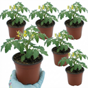 Tomato Ricola Fire & Lightning Plants (Set of 3 or 6)