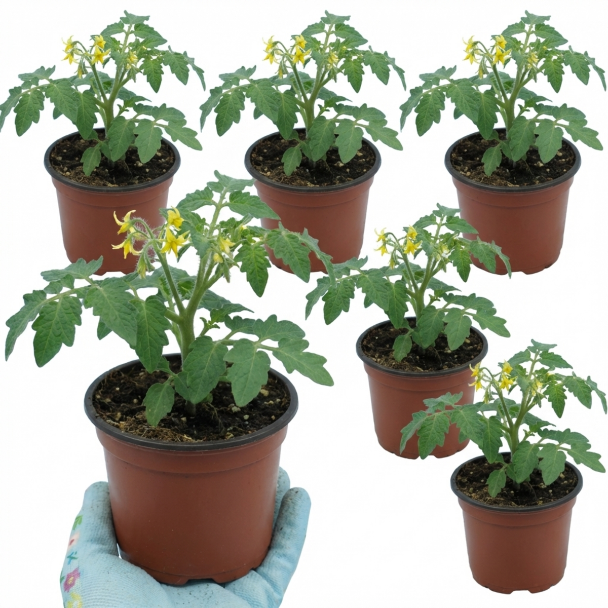 Tomato 'Ricola Fire & Lightning' – Cordon Cherry Tomato (Set of 3 or 6)