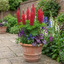 Set of 3 or 6 Lupin Legendary Red Hardy Perennial Plants, Summer Flowering, Bee Friendly Lupins, Outdoor Garden Ready, 1 Litre Root-Ball