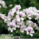 Geranium Tornado White Plants (Set of 3 or 6)