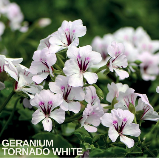White ivy-leaved geranium flowers with magenta blotches on the upper petals, caption text overlaid