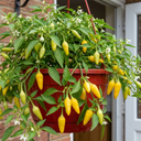 Chilli Pepper 25cm Hanging Basket, Peppers from Heaven, Pots